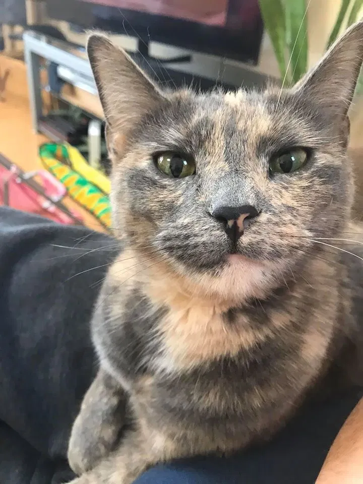 Lost cat in Douglassville, PA, 19518