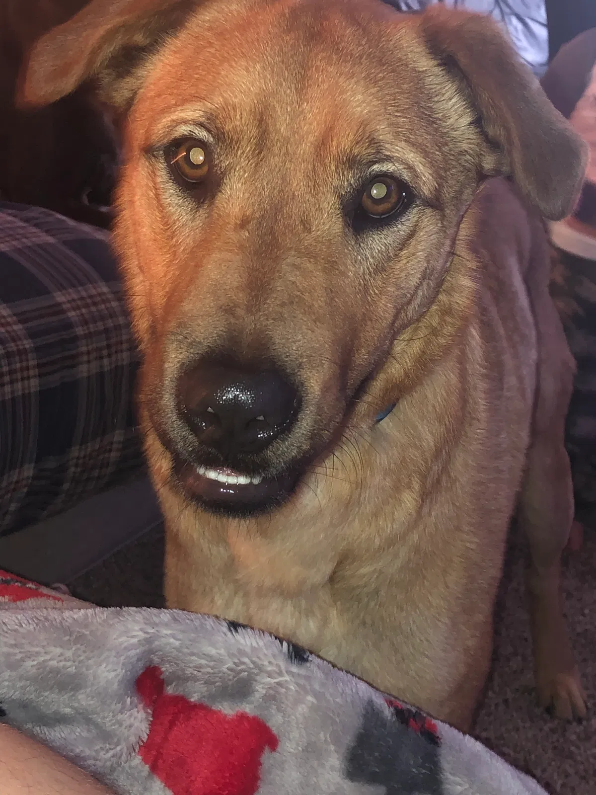 Lost dog in Colorado Springs, CO, 80915