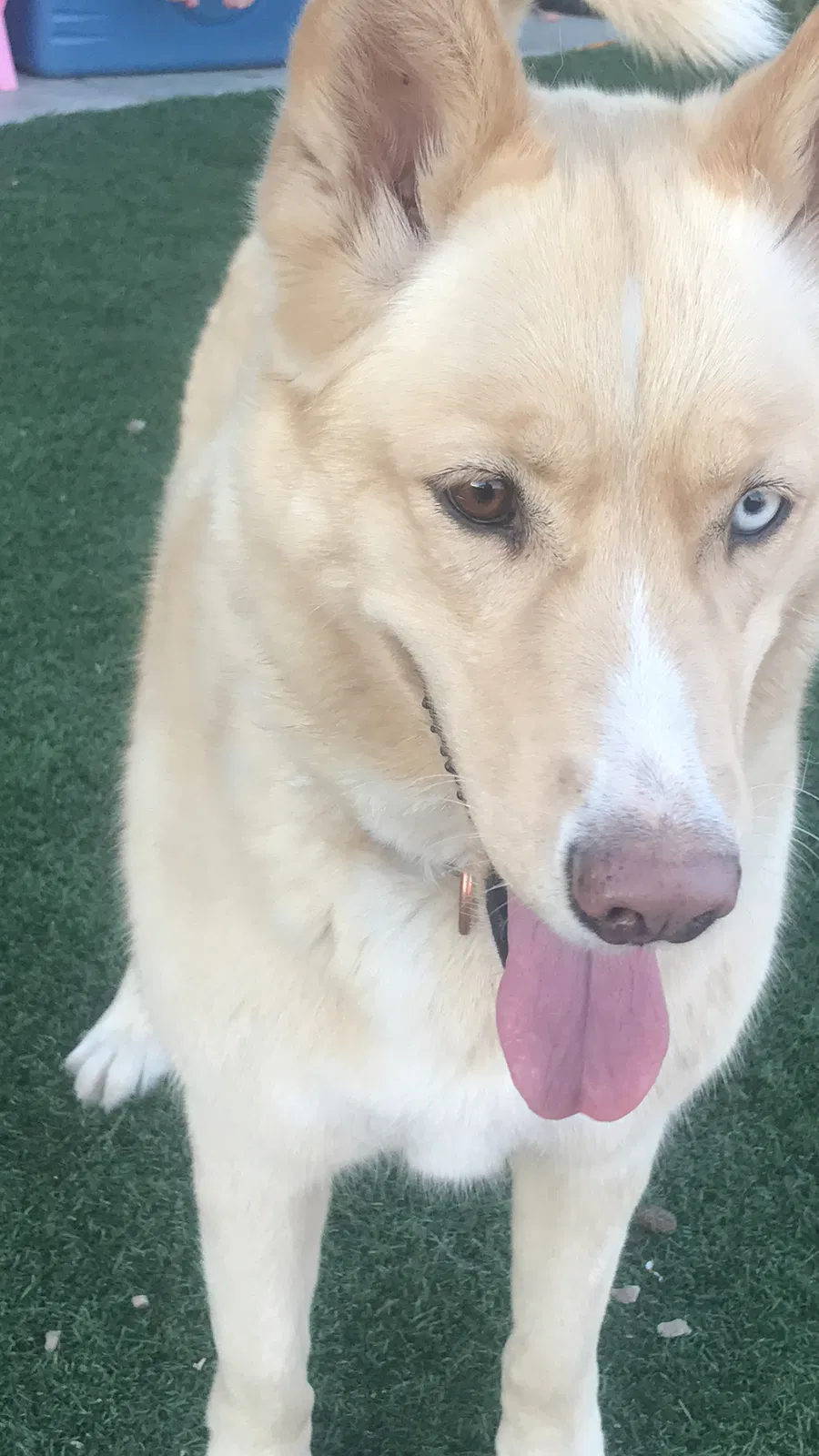 Lost dog in Sahuarita, AZ, 85629