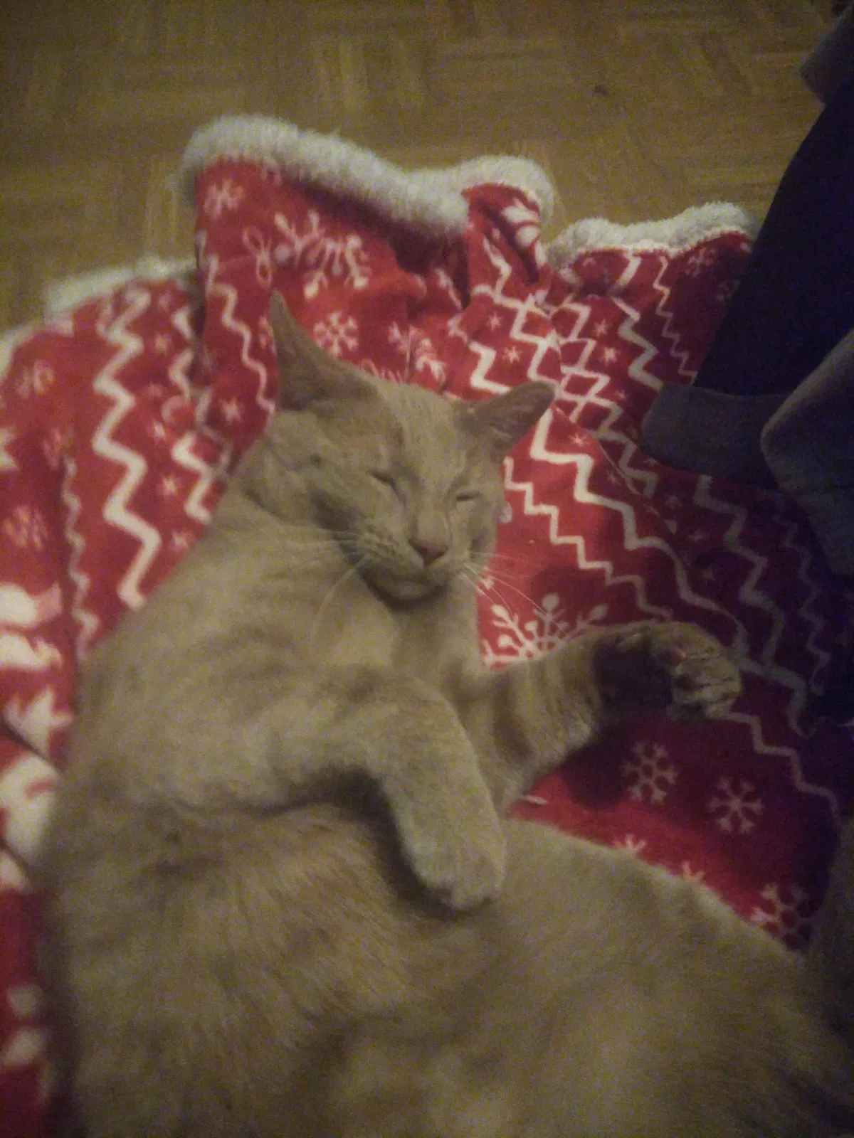 Lost cat in Chicago, IL, 60647