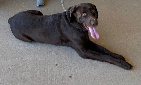 Lost dog in Katy, TX, 77449