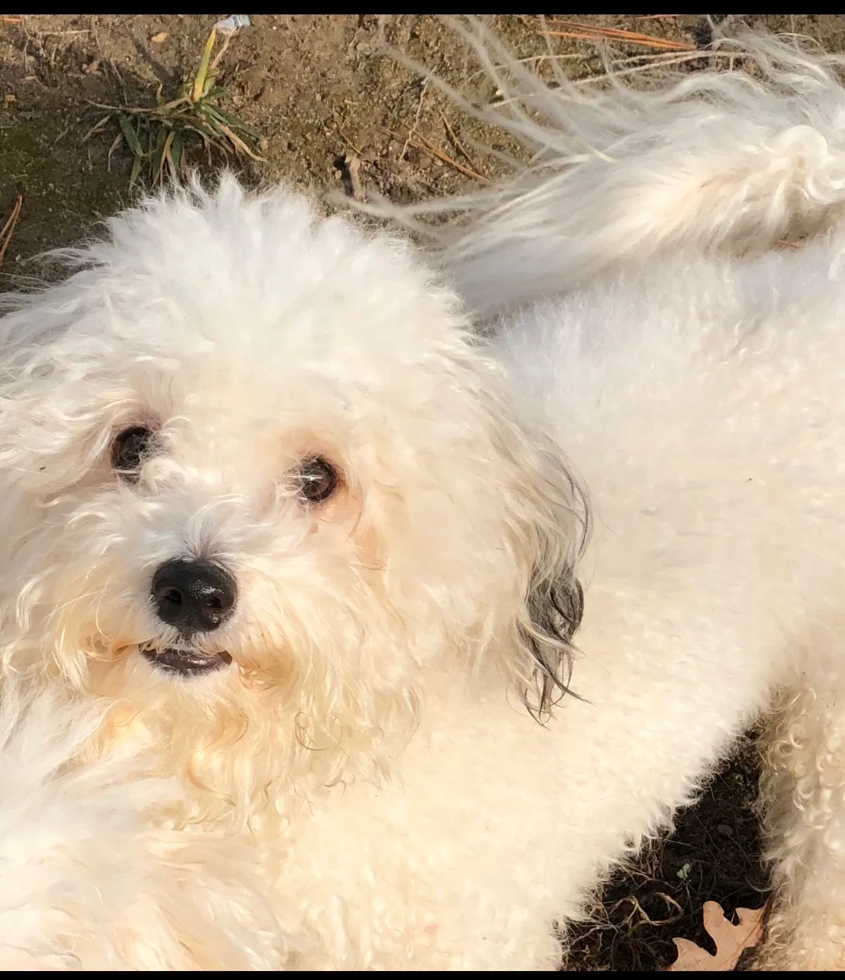 Lost dog in Richmond, VA, 23224
