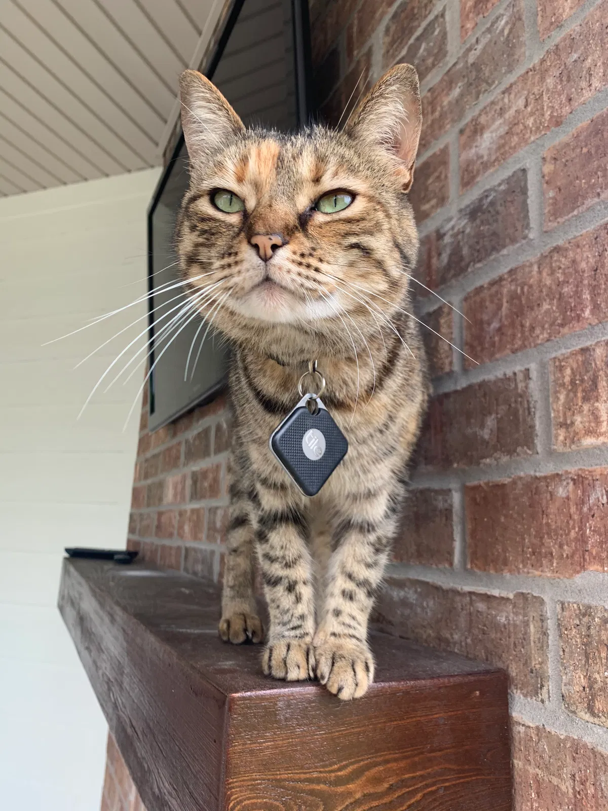 Lost cat in Maurice, LA, 70555