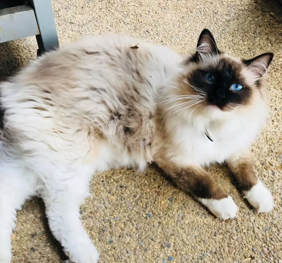 Lost cat in Roanoke, TX, 76262
