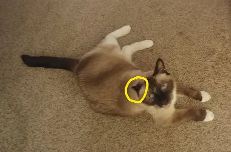 Lost cat in Mesa, AZ, 85201