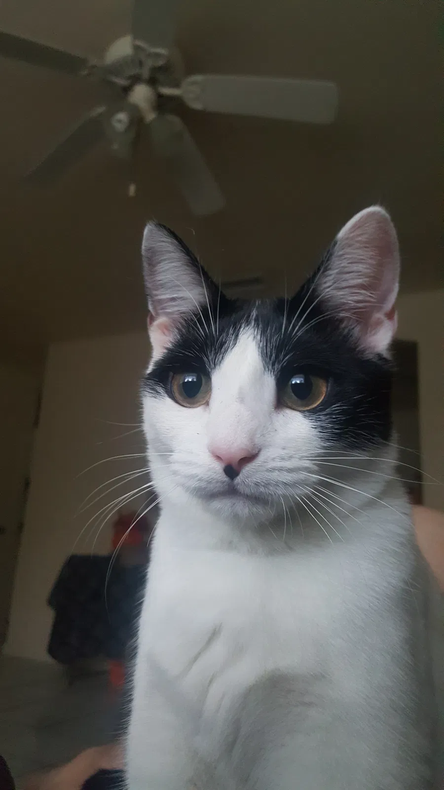 Lost cat in Tallahassee, FL, 32304