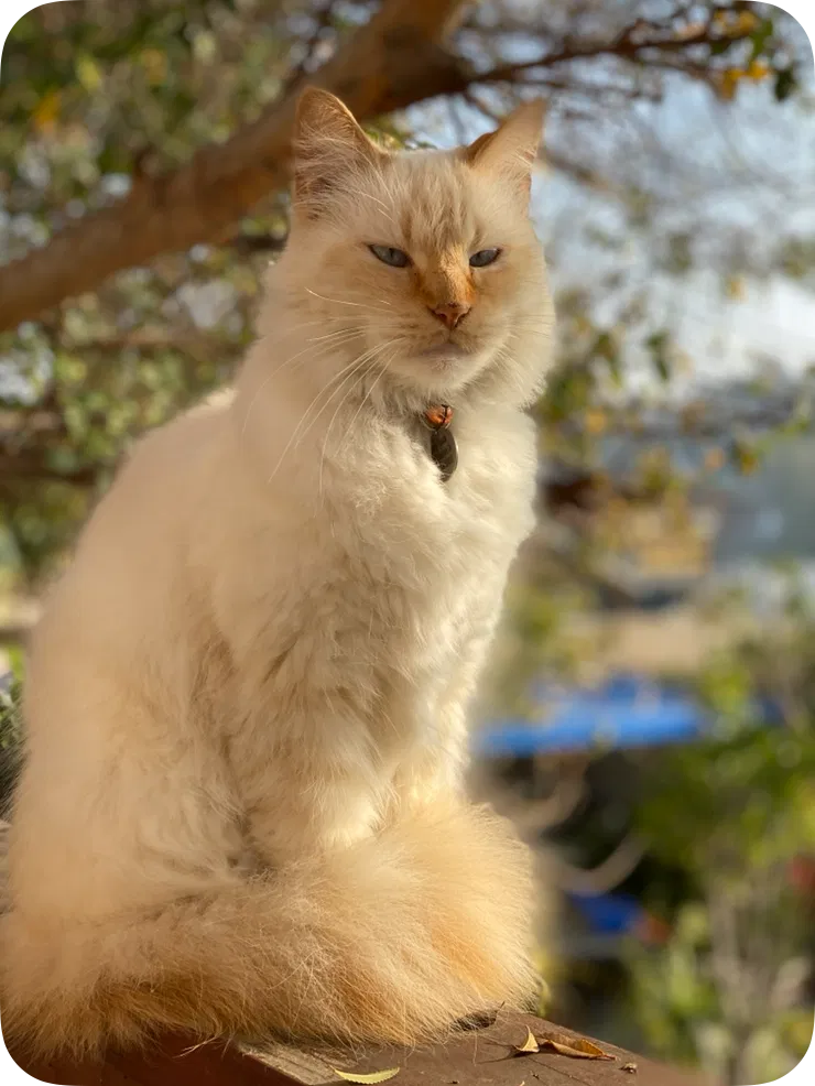Lost cat in Los Angeles, CA, 90032