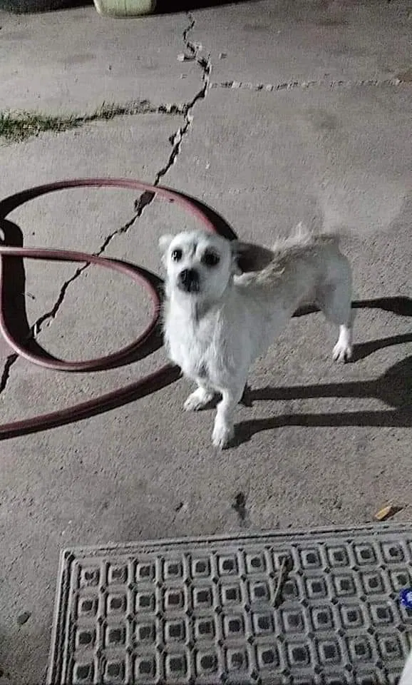 Lost dog in Brownsville, TX, 78521