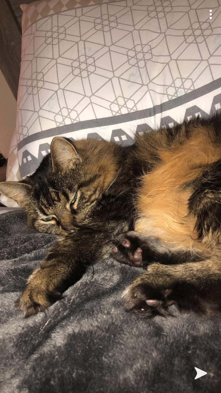 Lost cat in Fairview Heights, IL, 62208