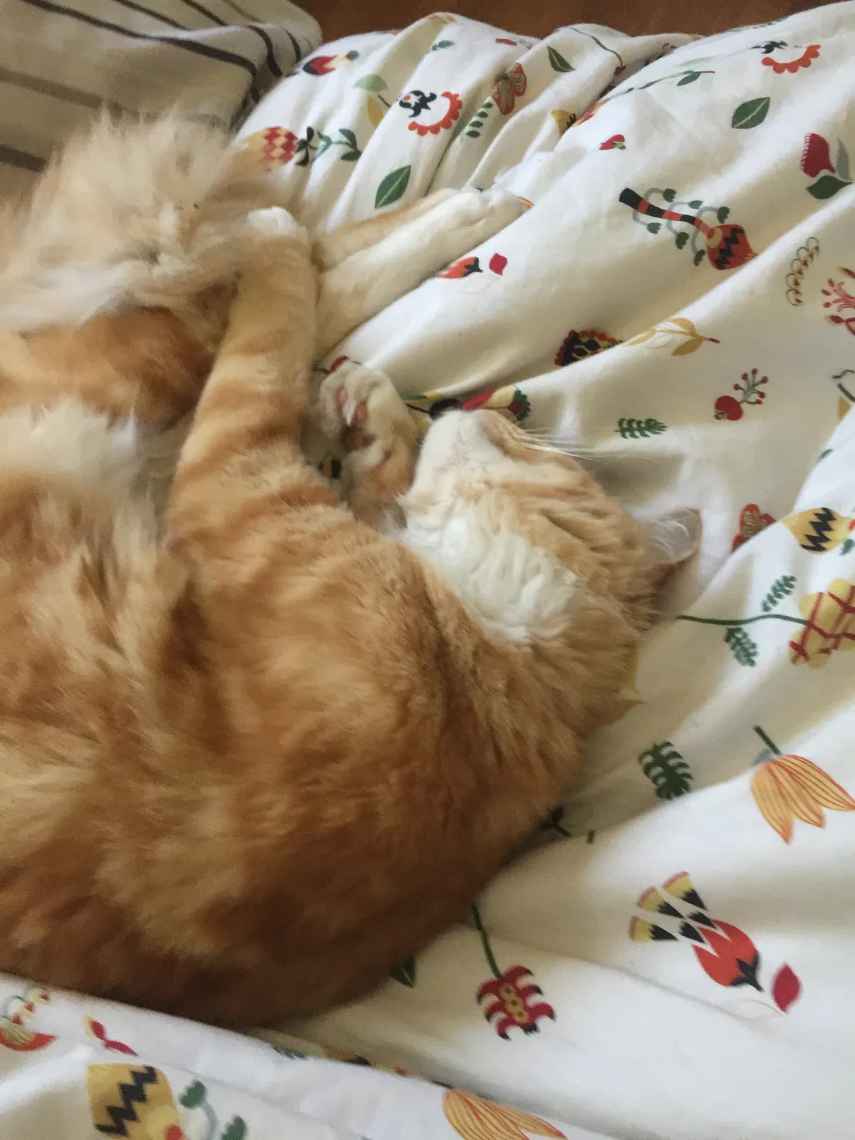 Lost cat in San Marino, CA, 91108