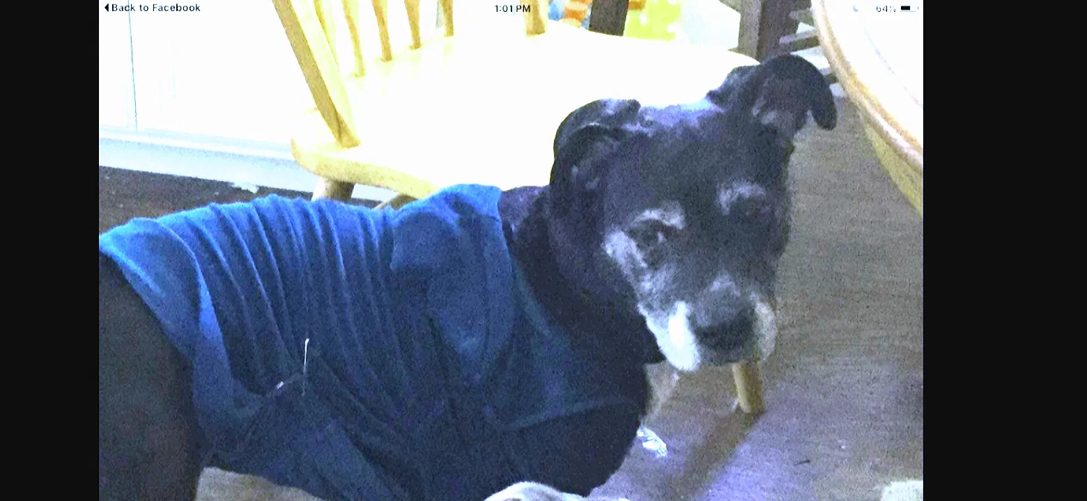 Lost dog in Mccleary, WA, 98557