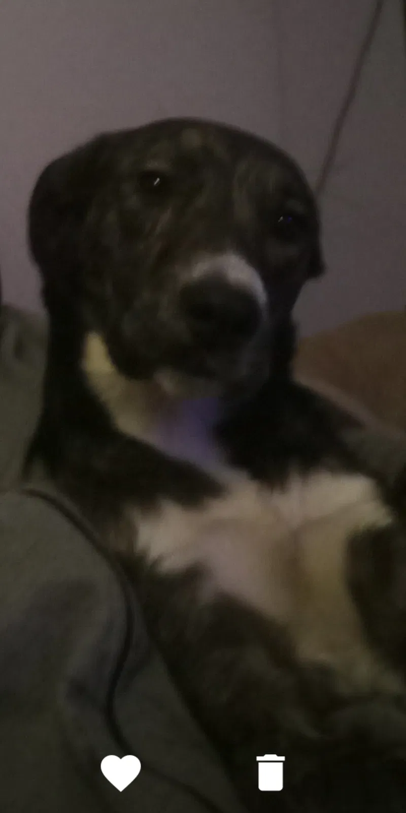 Lost dog in Stone Mountain, GA, 30087