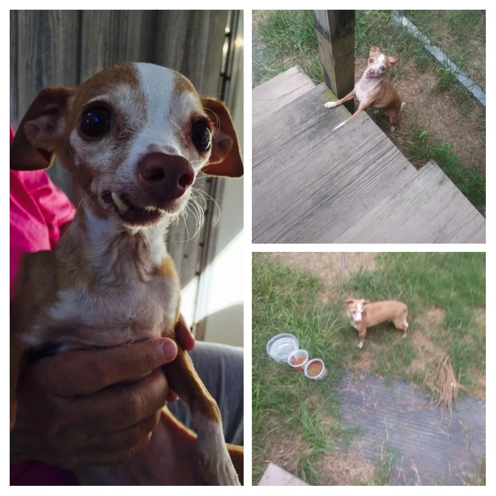 Lost dog in Beaumont, TX, 77708