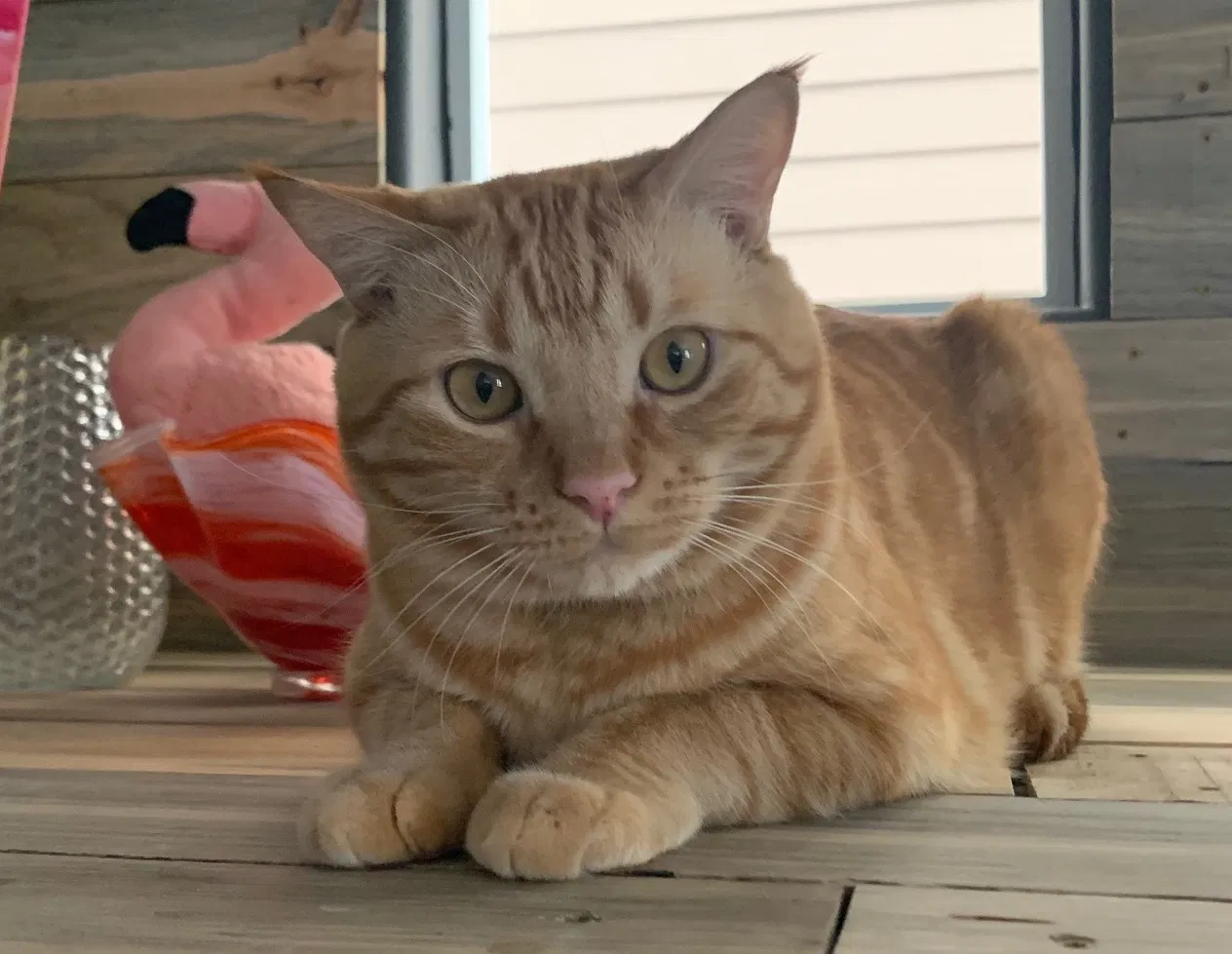 Lost cat in Lynnwood, WA, 98087