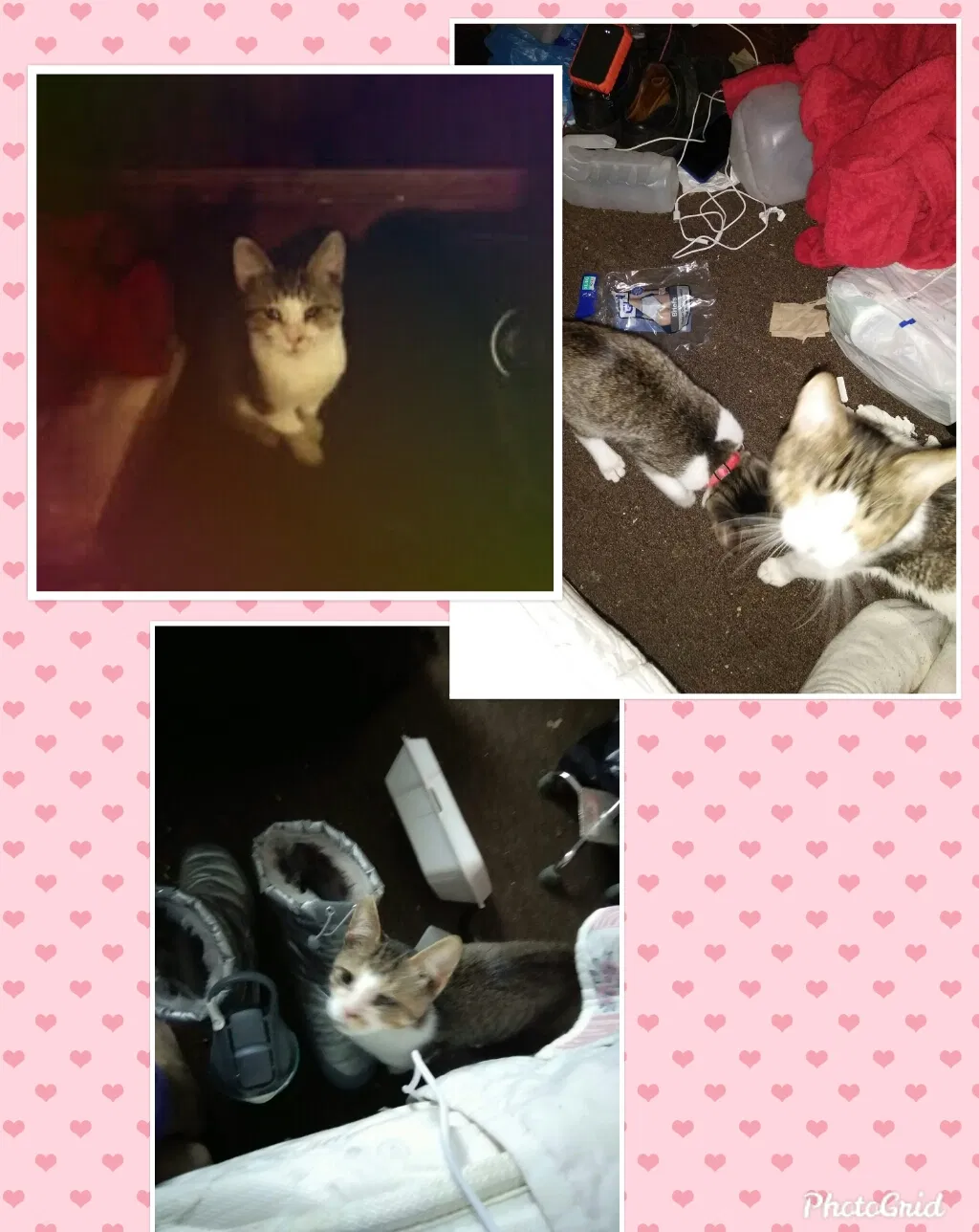 Lost cat in Massillon, OH, 44646