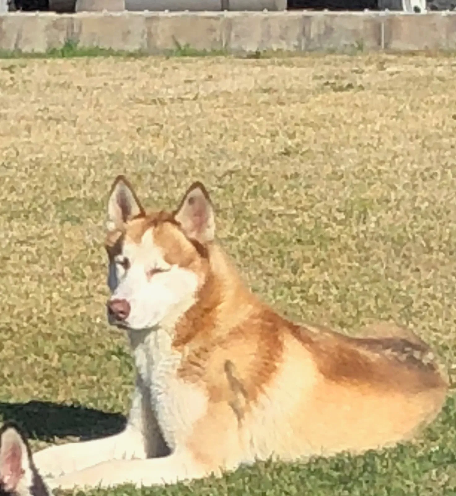 Lost dog in Riverside, CA, 92509