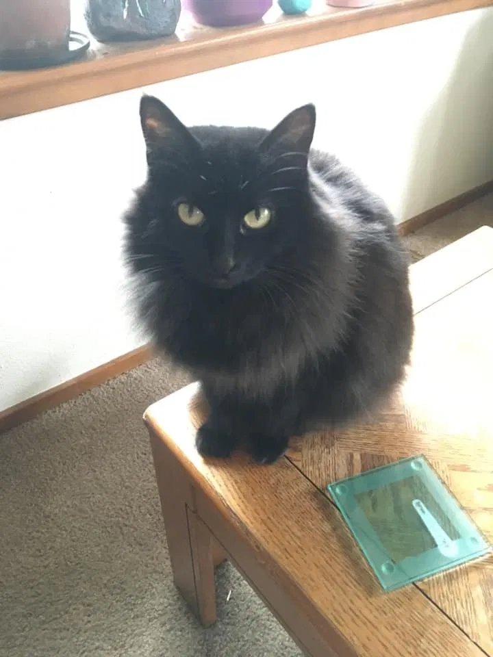 Lost cat in Bellingham, WA, 98229