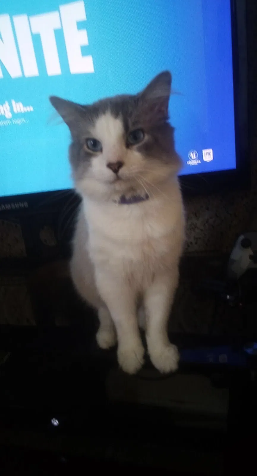 Lost cat in Fairmont, WV, 26554