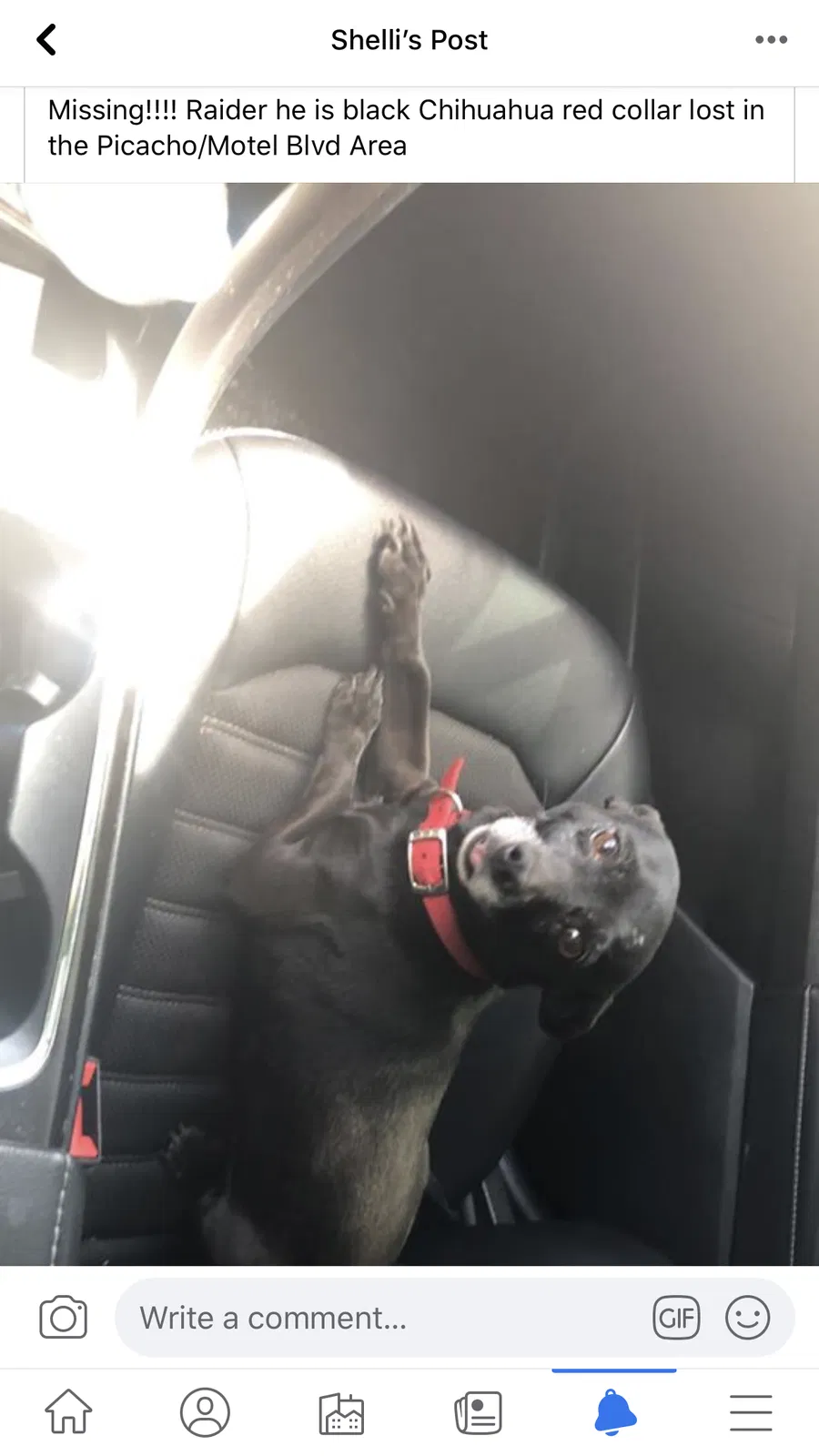 Lost dog in Las Cruces, NM, 88007