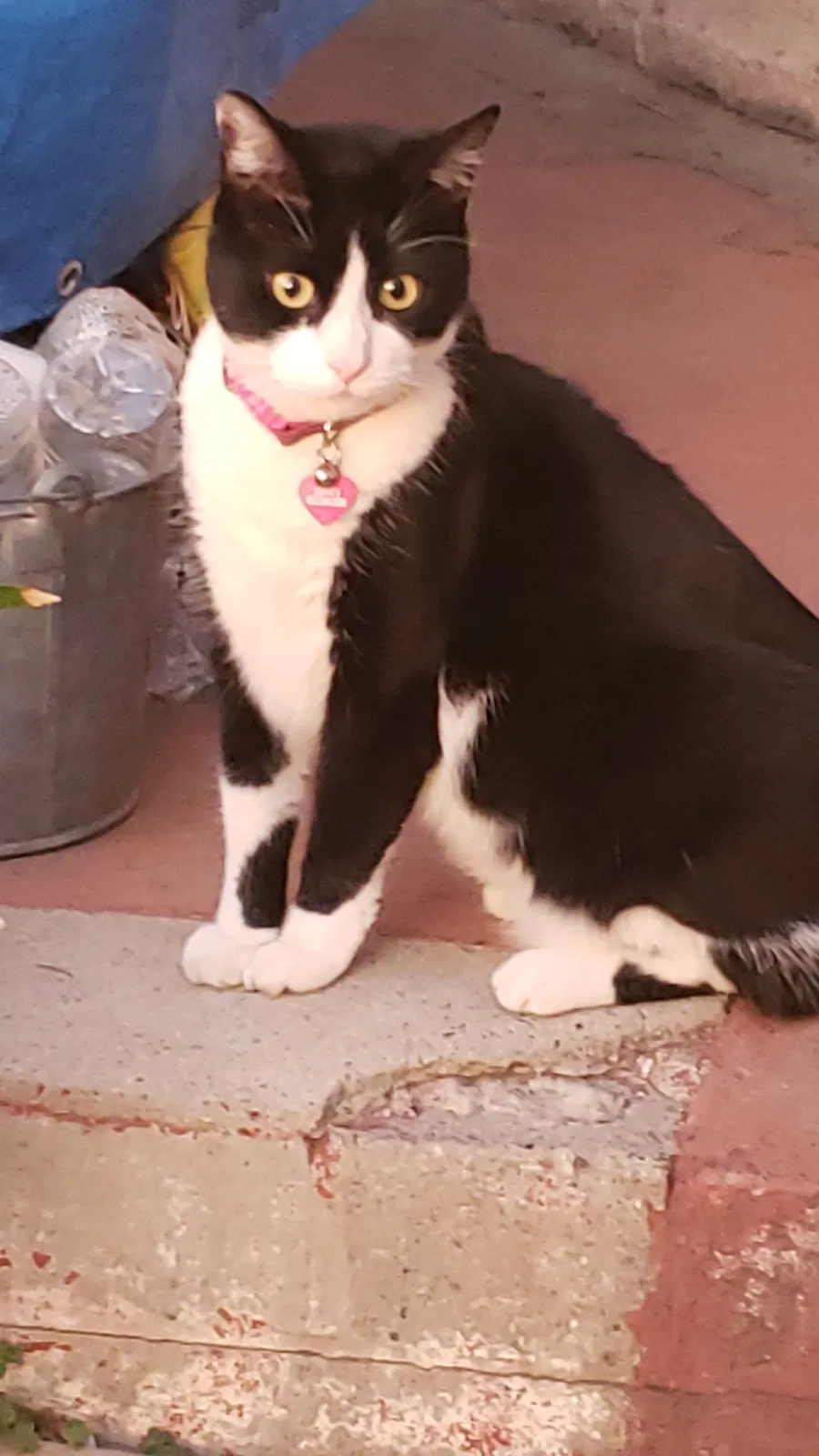 Lost cat in Altadena, CA, 91001