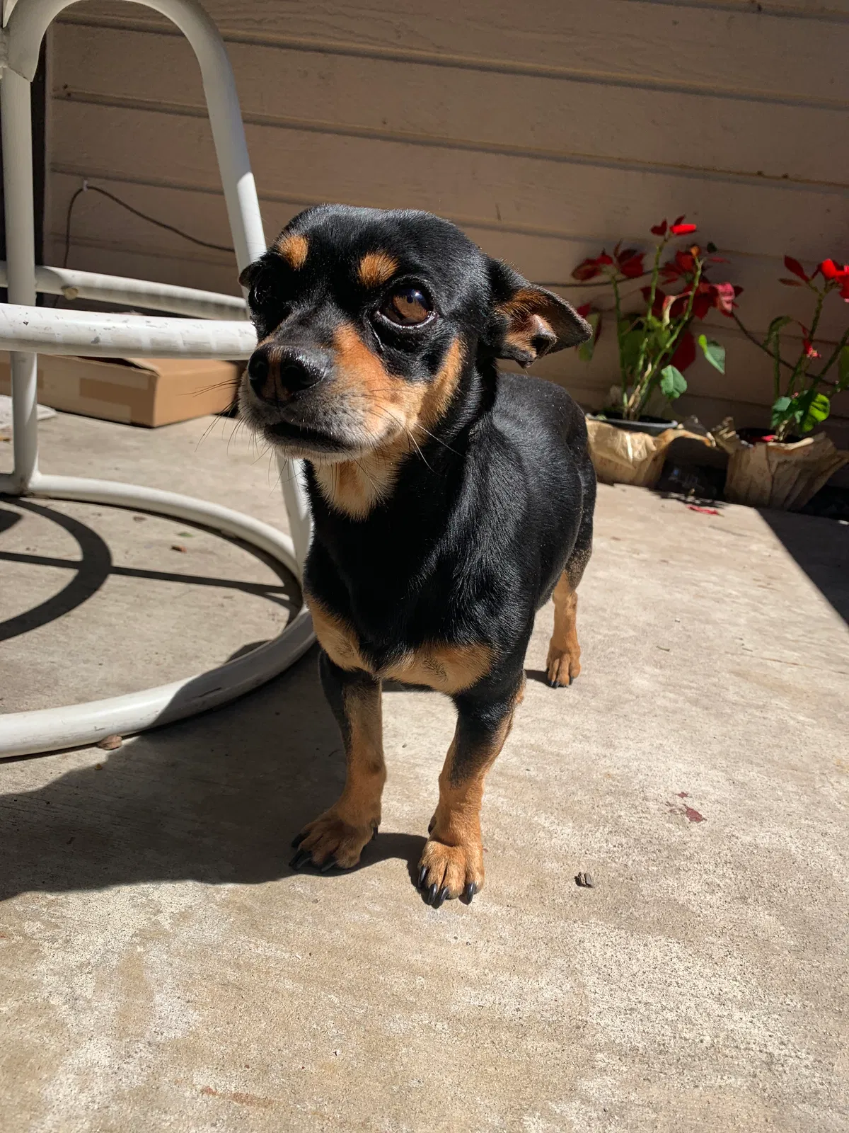 Found dog in Santa Ana, CA, 92706