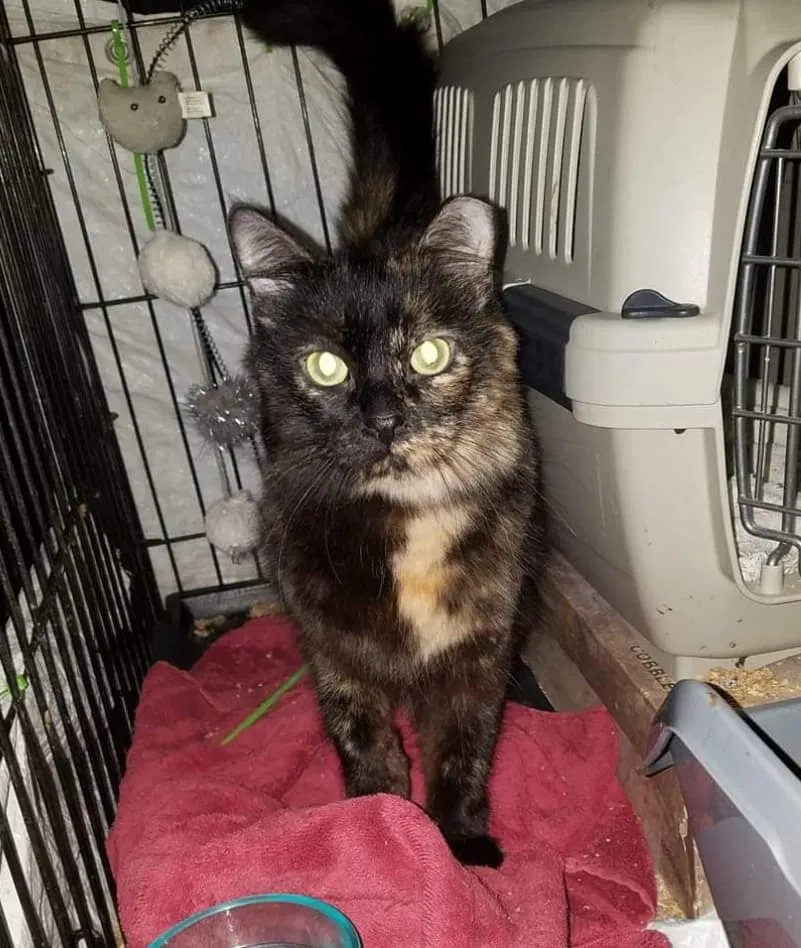 Lost cat in Chicago, IL, 60613