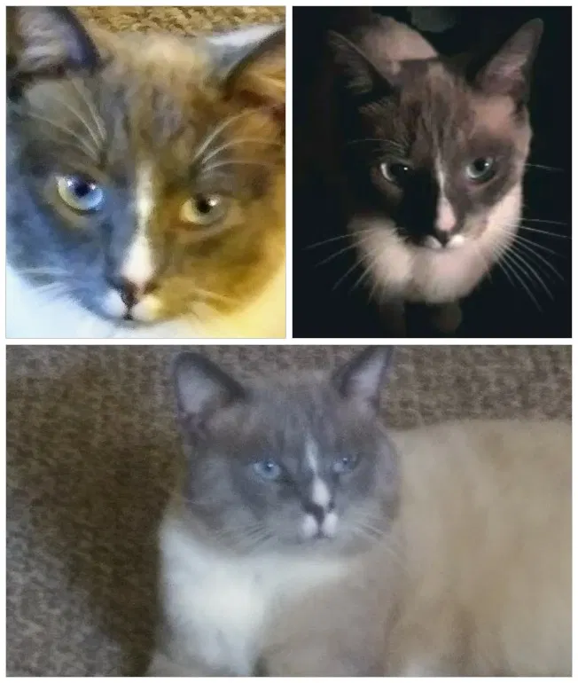 Lost cat in Lenoir, NC, 28645