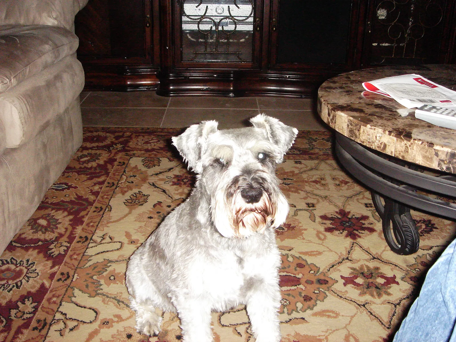 Lost dog in Las Cruces, NM, 88011