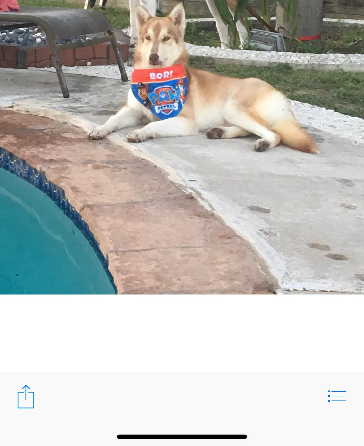 Lost dog in Houston, TX, 77064