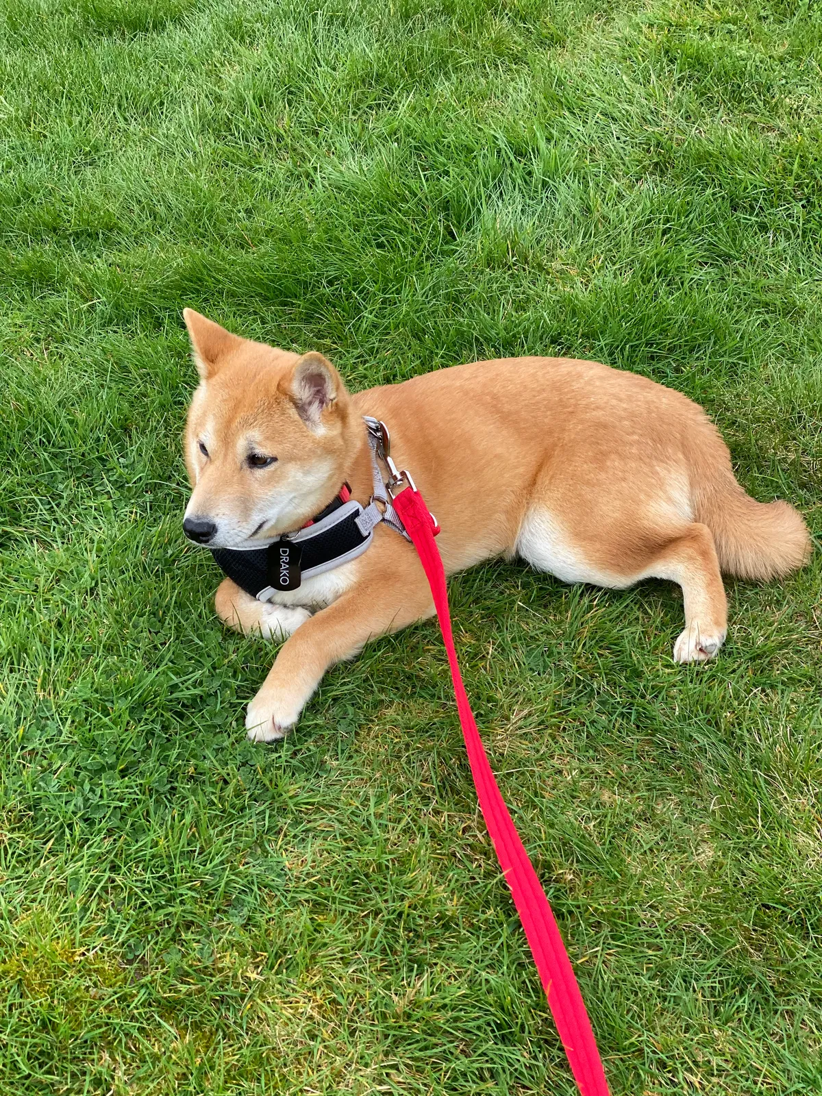 Lost dog in Lynnwood, WA, 98036
