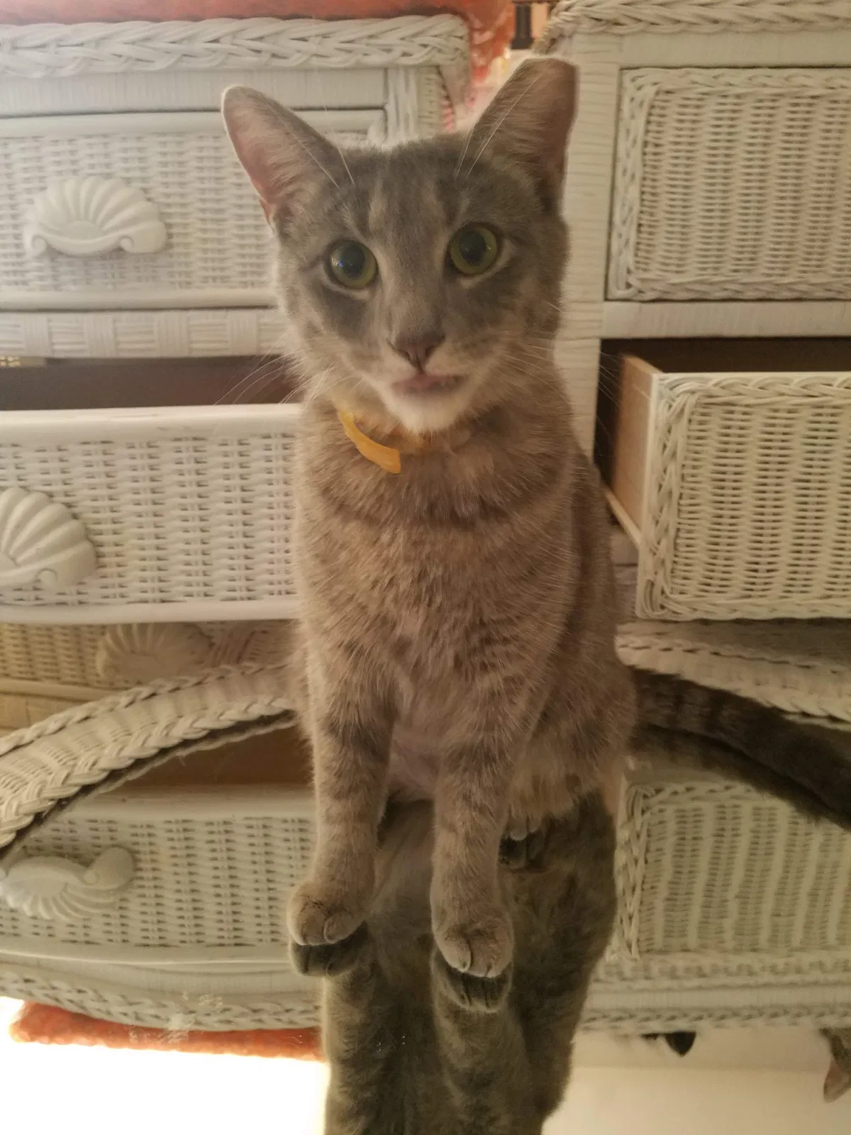 Lost cat in New Port Richey, FL, 34653