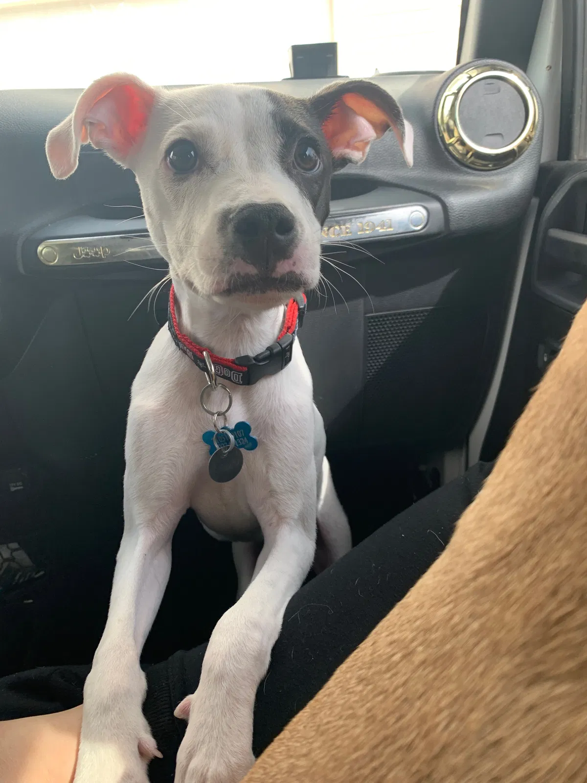 Lost dog in Atlanta, GA, 30309