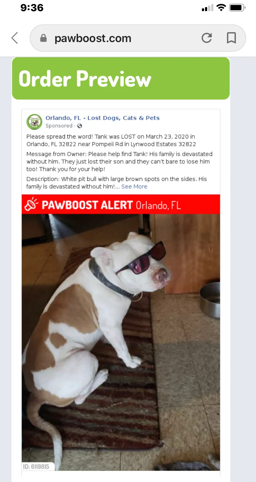 Lost dog in Orlando, FL, 32822