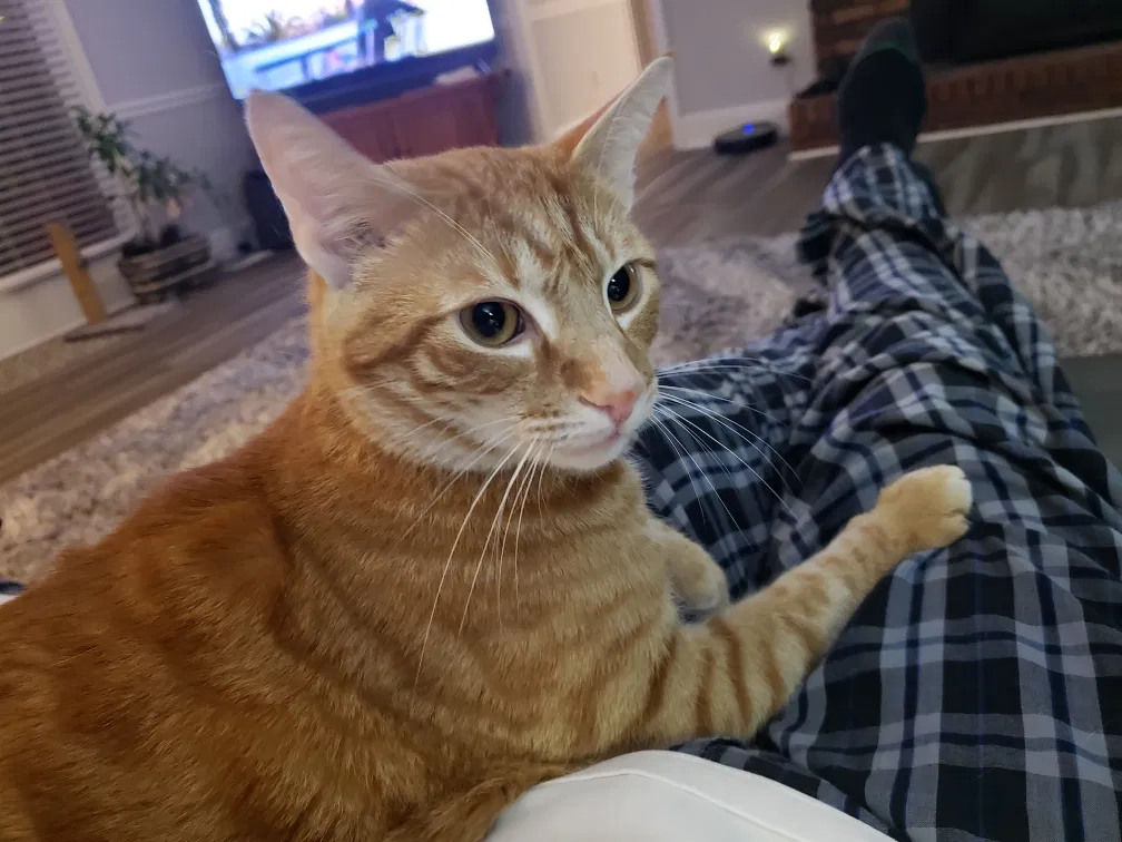 Lost cat in Matthews, NC, 28105