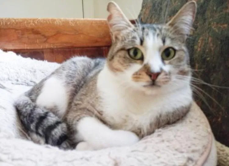 Lost cat in San Leandro, CA, 94577
