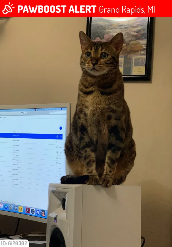 Lost cat in Grand Rapids, MI, 49505