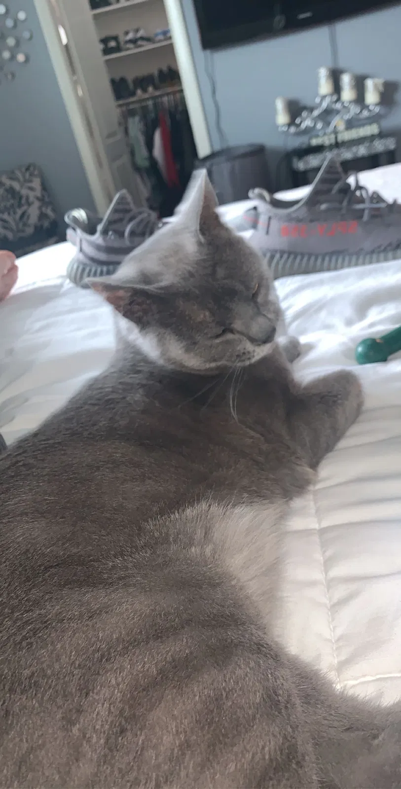 Lost cat in Littleton, CO, 80127