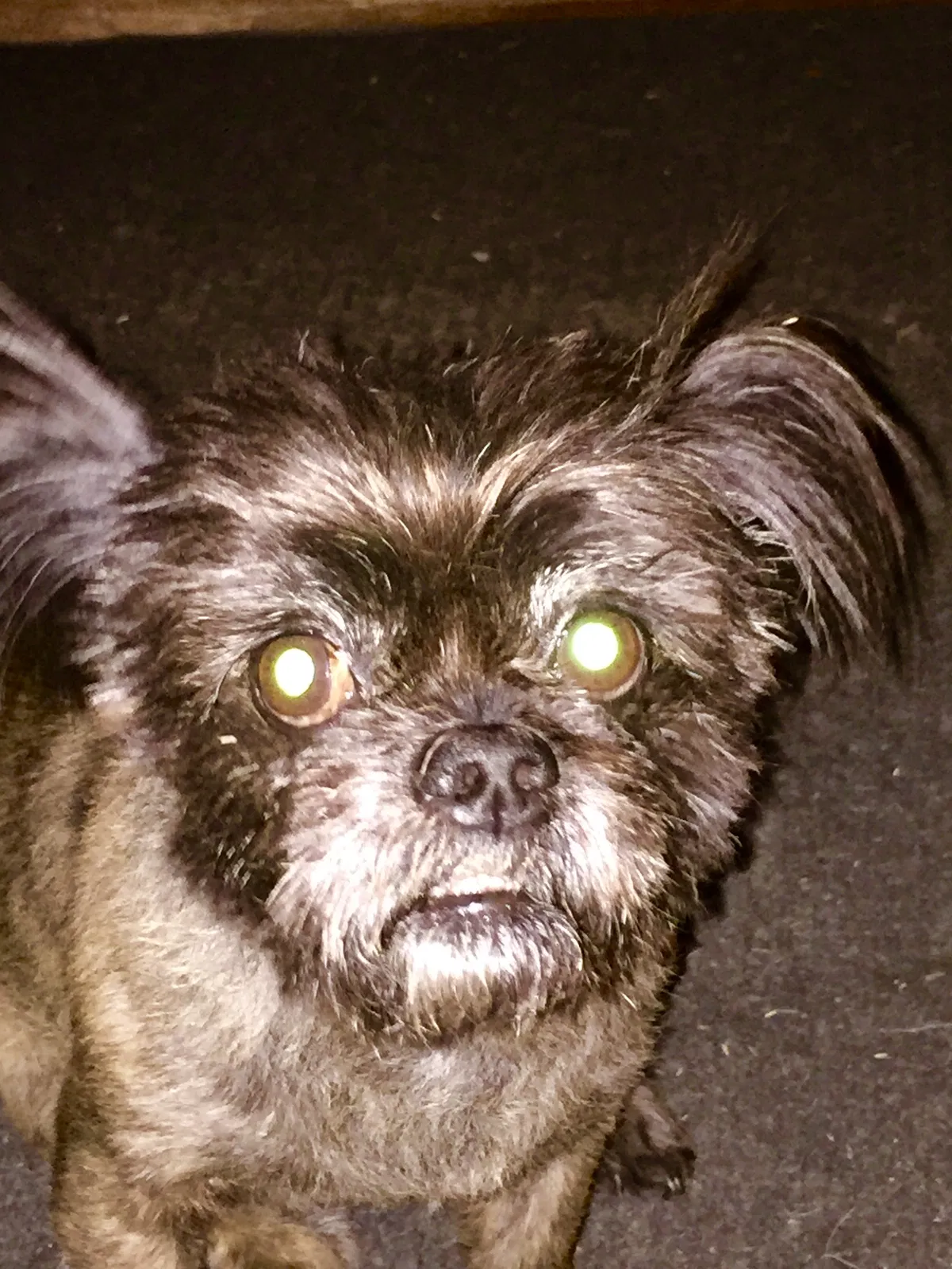 Lost dog in Georgetown, TX, 78628