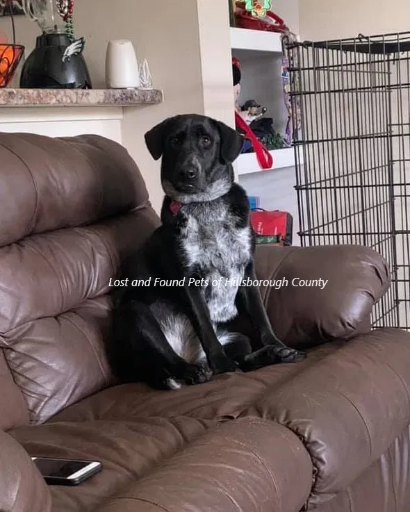 Lost dog in Tampa, FL, 33617
