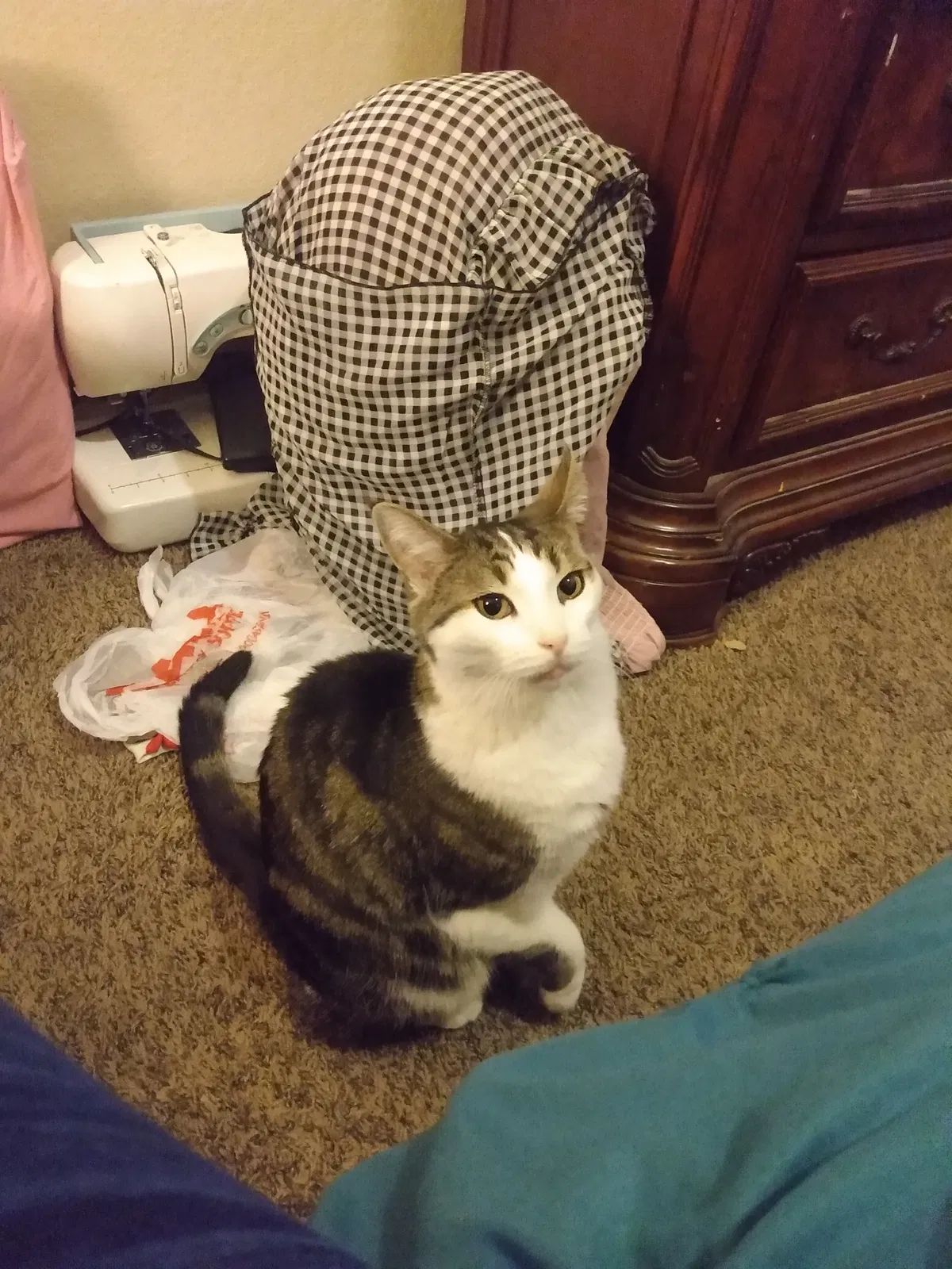 Lost cat in Tucson, AZ, 85705