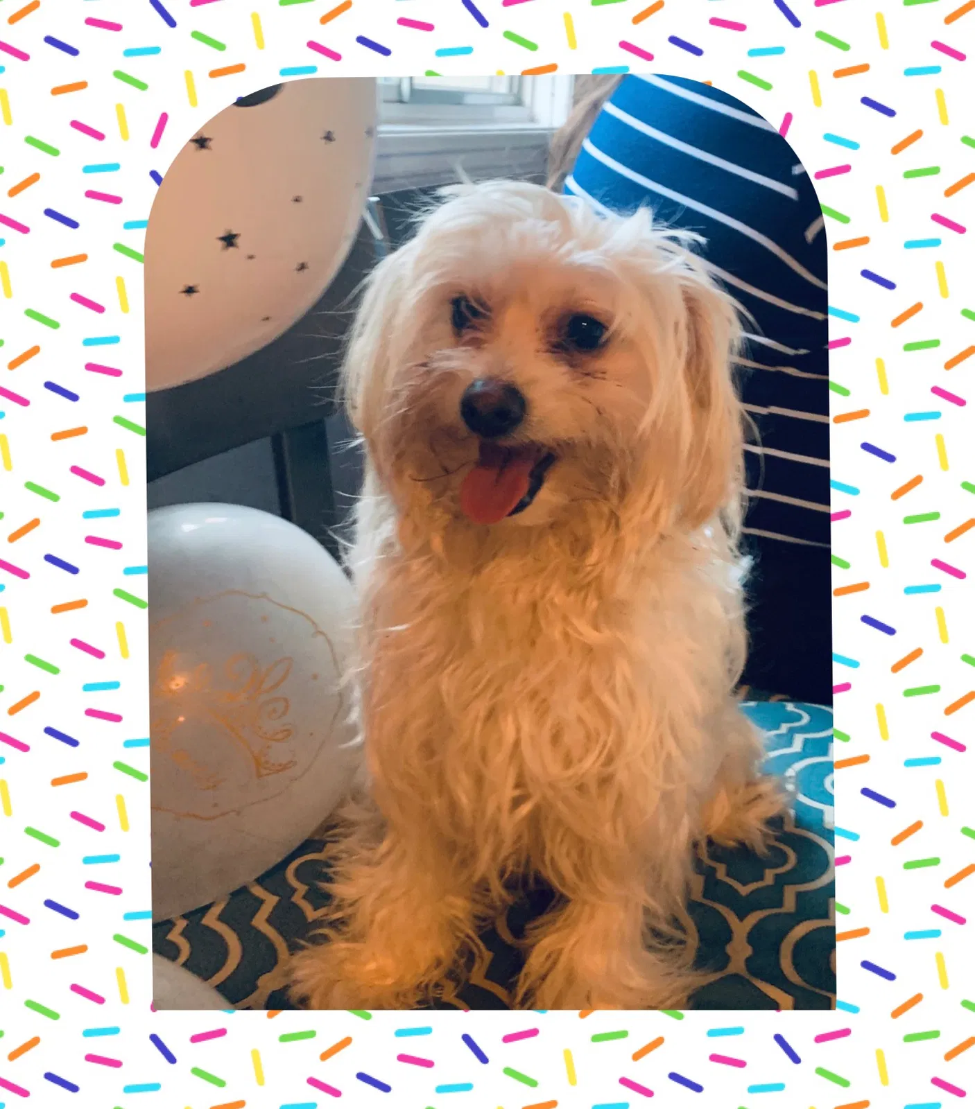 Lost dog in Santa Ana, CA, 92707