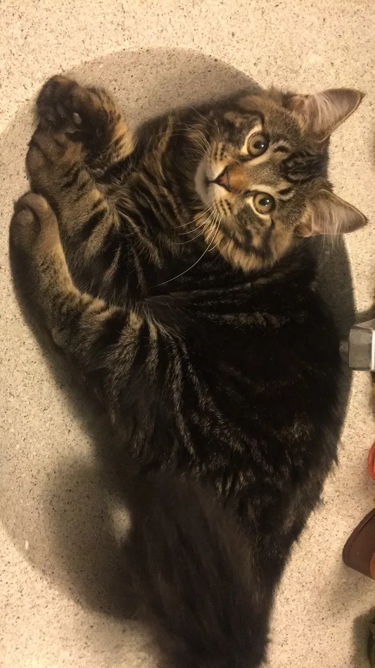 Lost cat in Carmichael, CA, 95608