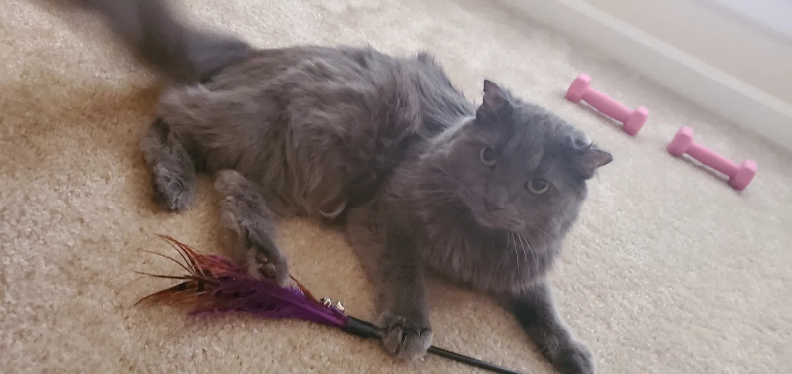 Lost cat in Atlanta, GA, 30360