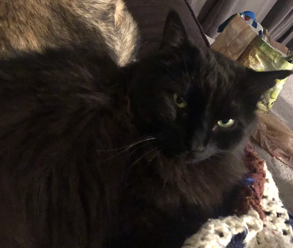 Lost cat in Castle Rock, CO, 80104