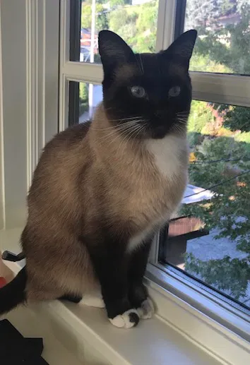 Lost cat in Seattle, WA, 98122