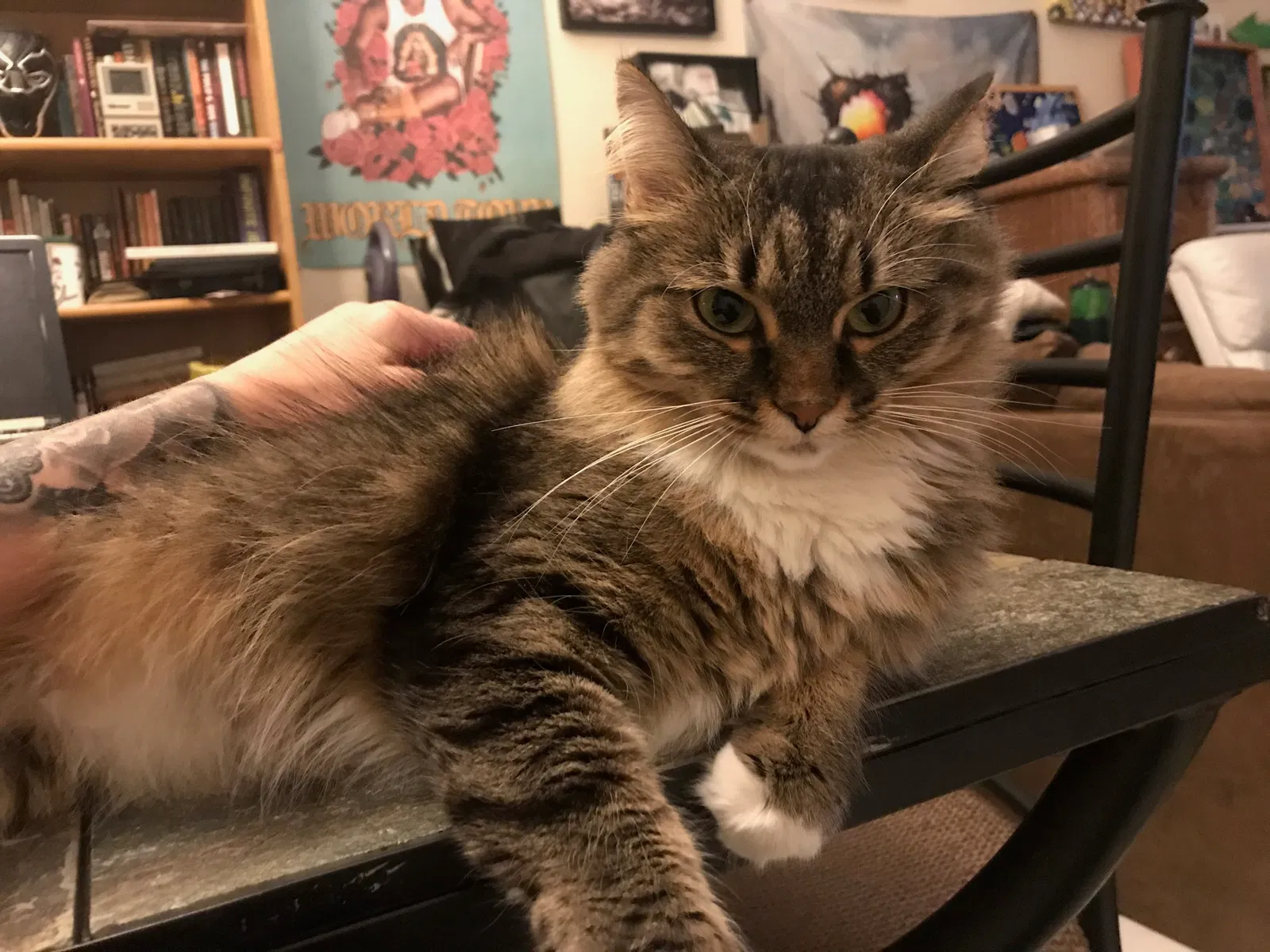 Lost cat in Deerfield Beach, FL, 33442