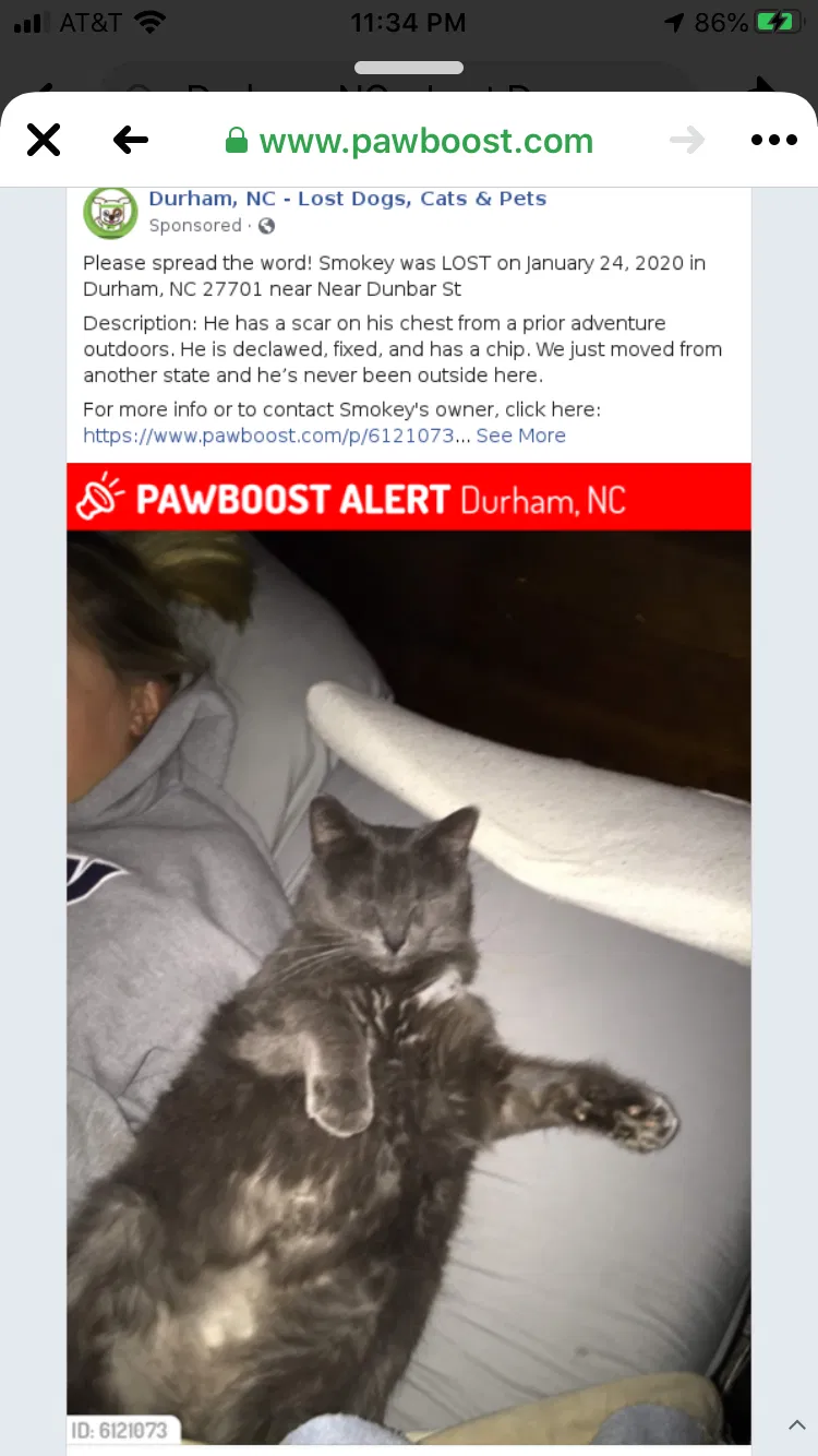 Lost cat in Durham, NC, 27701