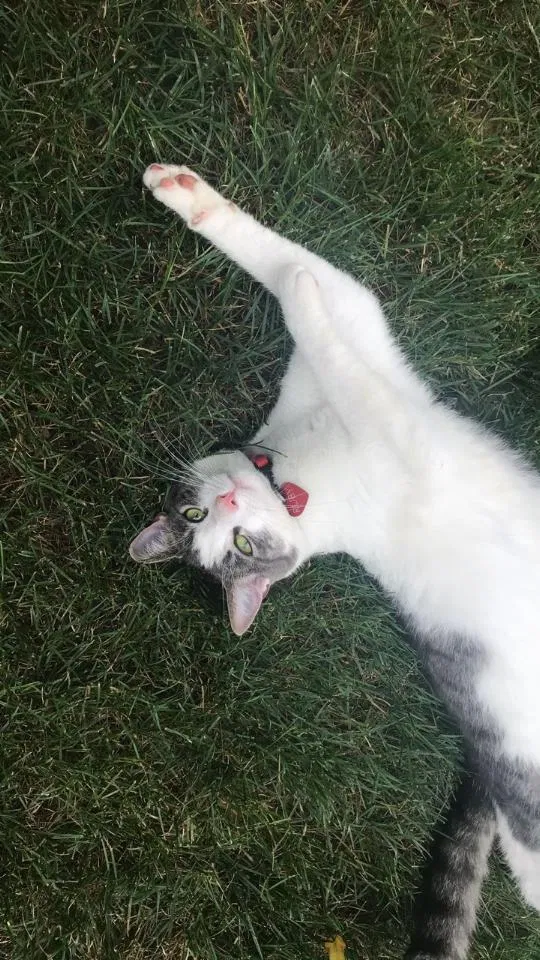 Lost cat in Powell, OH, 43065