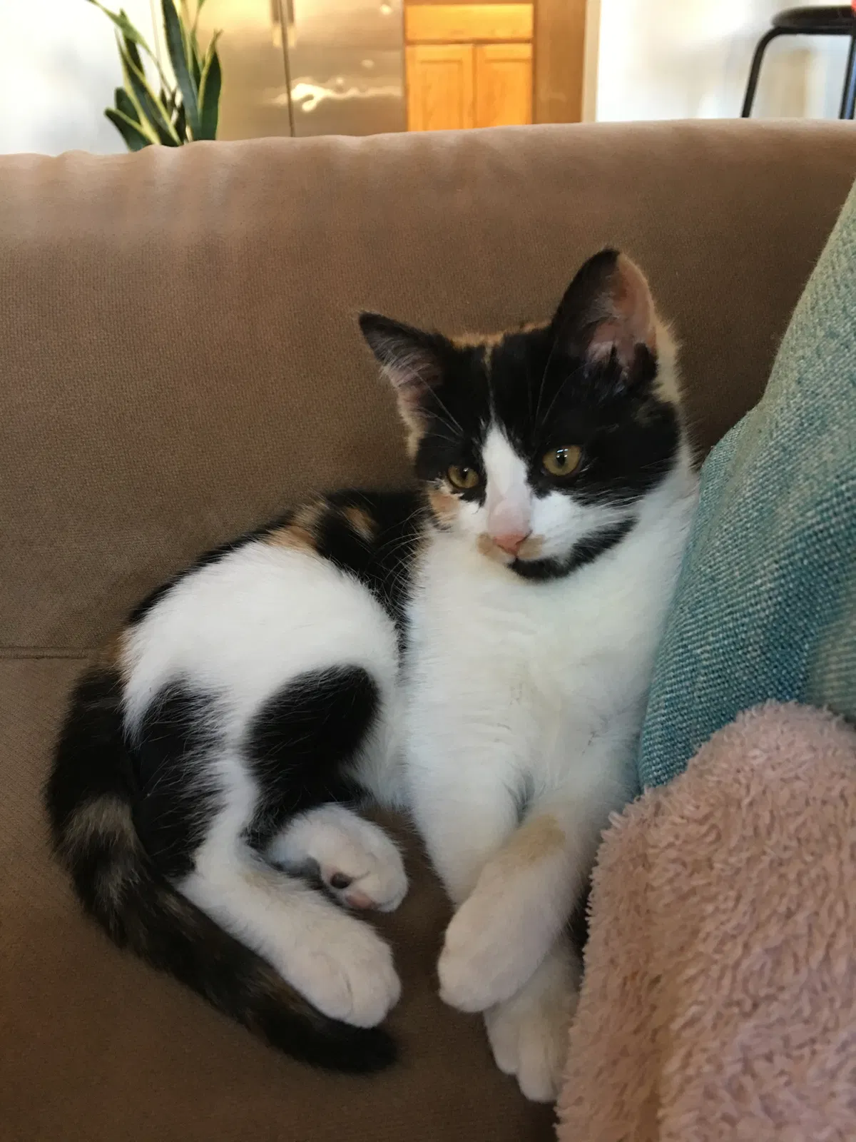 Lost cat in Albuquerque, NM, 87122