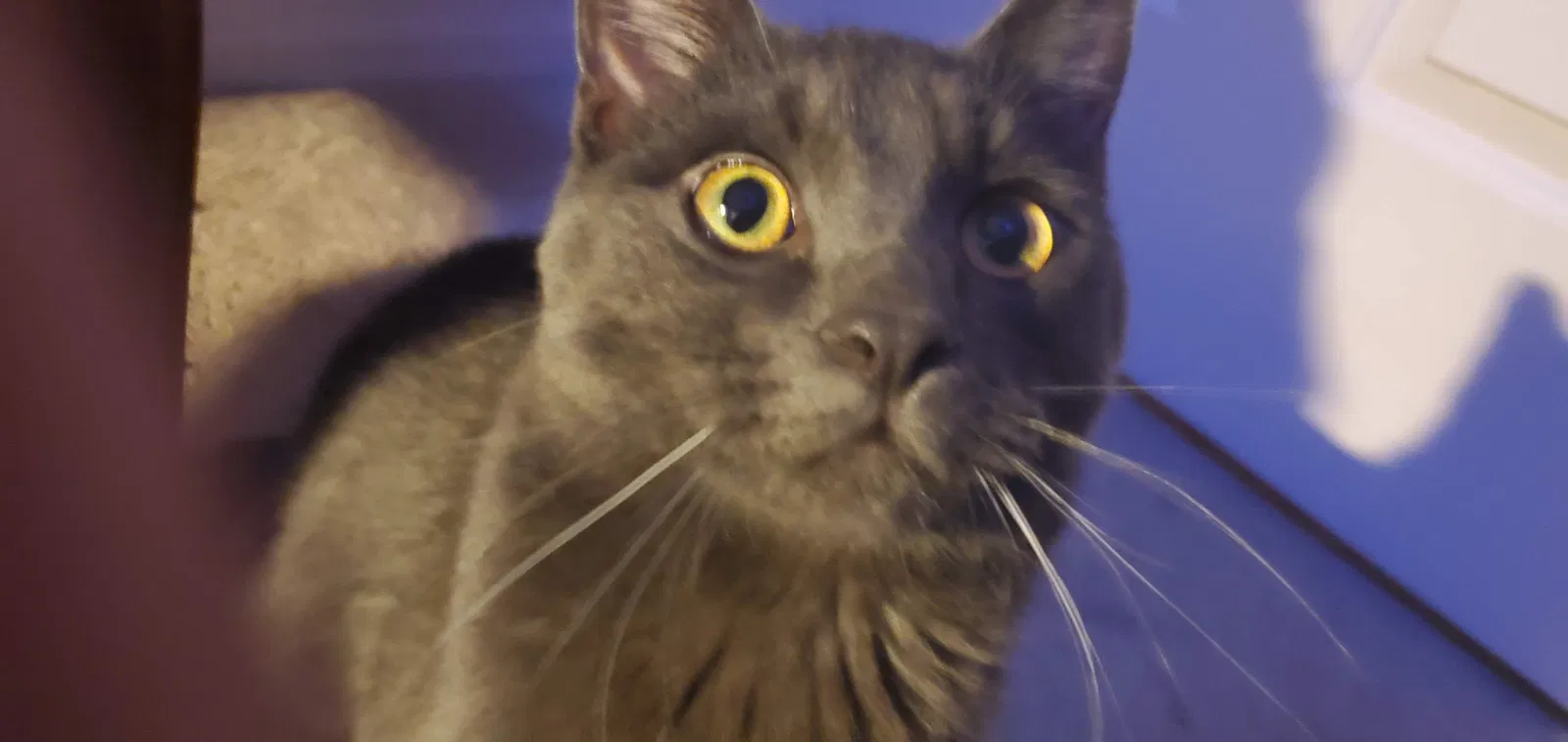 Lost cat in Arvada, CO, 80002